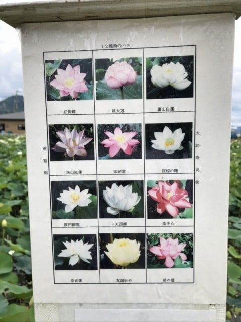 ハスの花の１２種類の名前が書かれた看板